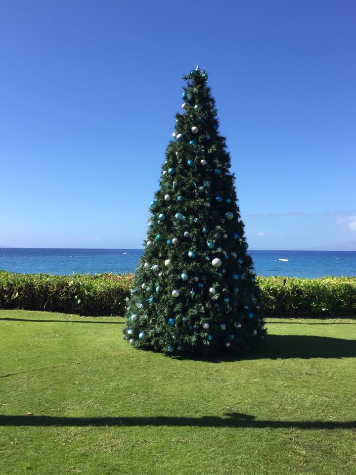 Hawaii Christmas tree