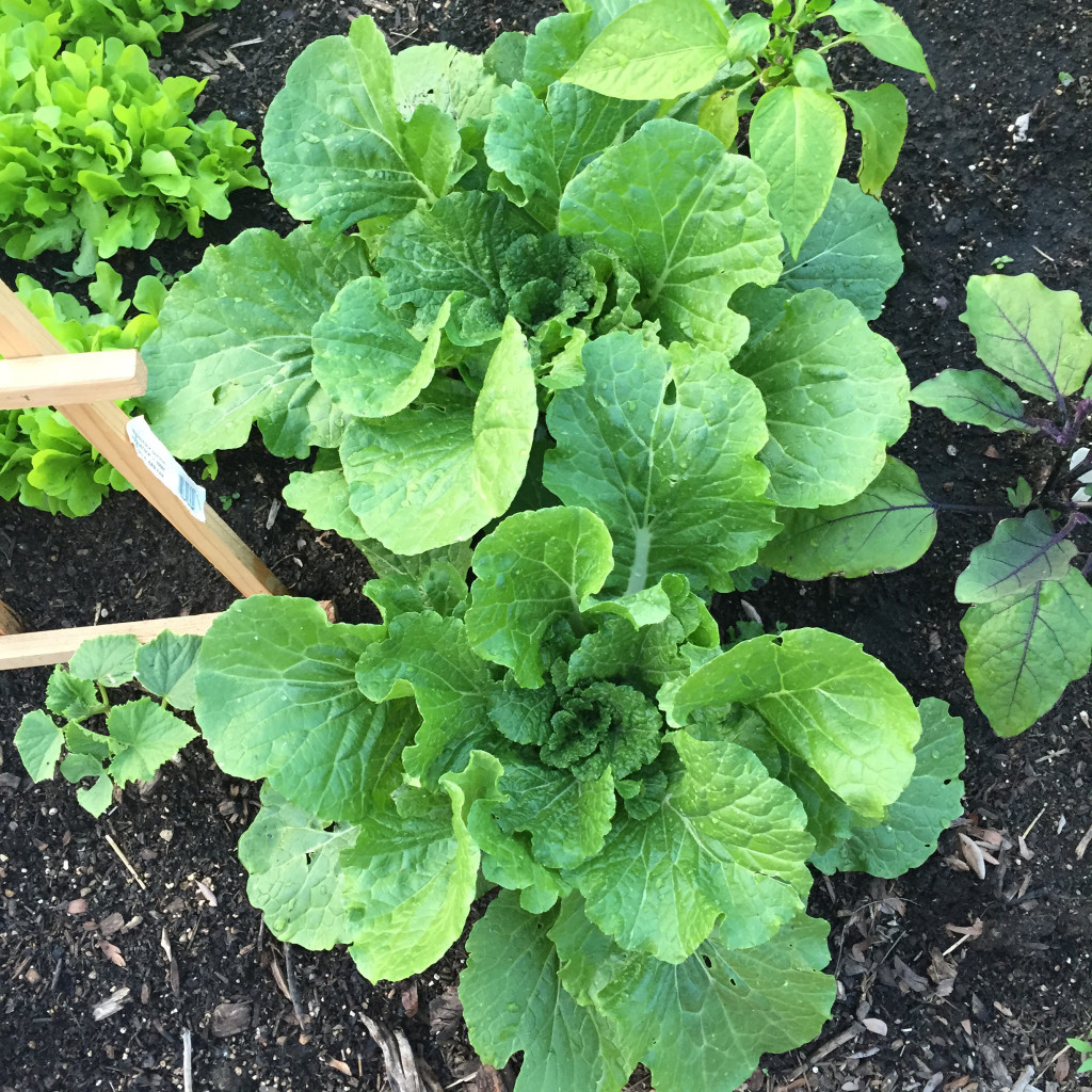 Gardening Season 2015