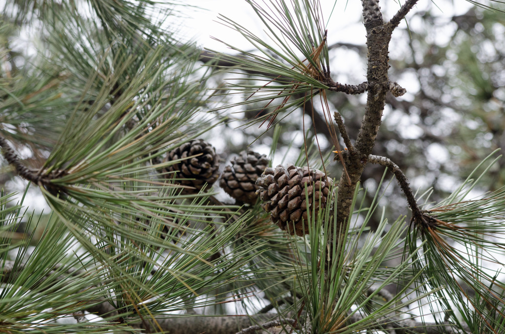 Pine Cones on Hike