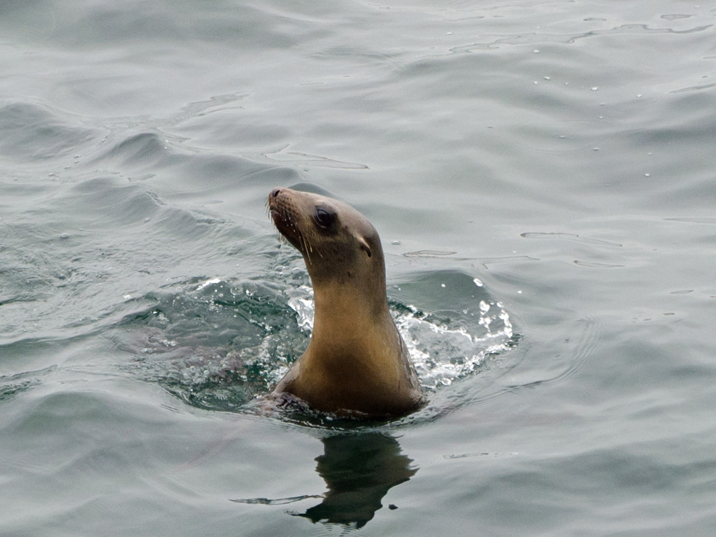 Seal San Diego