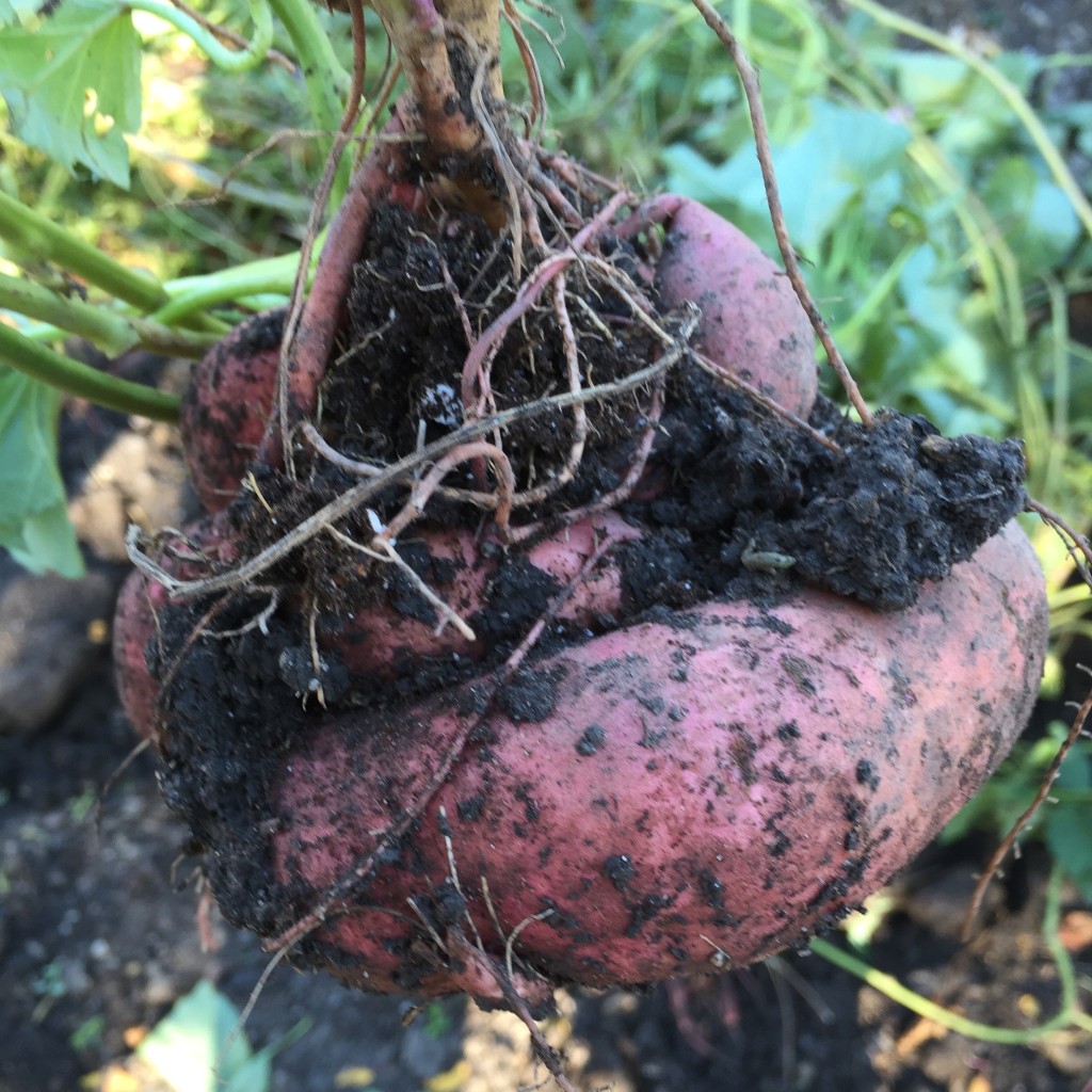 2015-10-17 11.43.54-1